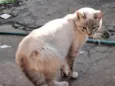 Mingau 