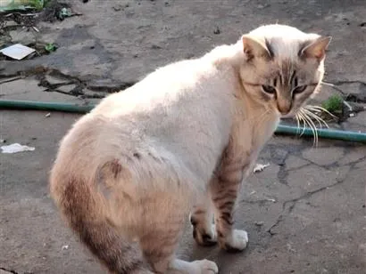 Gato raça SRD-ViraLata idade 7 a 11 meses nome Mingau 