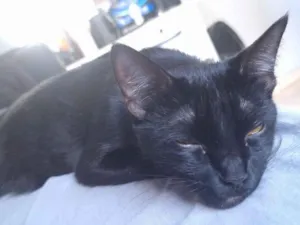 Gato raça SRD-ViraLata idade 7 a 11 meses nome Kali 