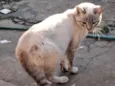 Mingau 
