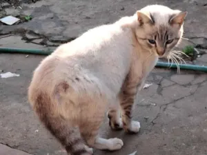 Gato raça SRD-ViraLata idade 7 a 11 meses nome Mingau 