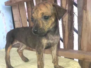 Cachorro raça SRD-ViraLata idade 2 a 6 meses nome nina