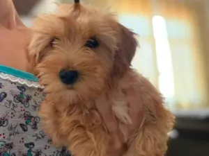 Cachorro raça Poodle idade 2 a 6 meses nome Mel e Madri