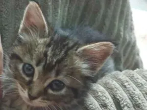 Gato raça SRD-ViraLata idade 2 a 6 meses nome mel