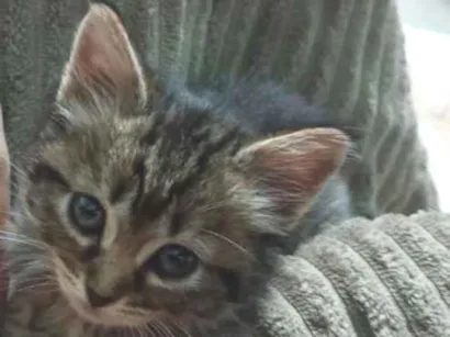 Gato raça SRD-ViraLata idade 2 a 6 meses nome mel