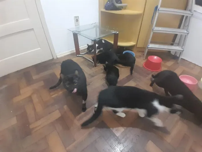 Gato raça SRD-ViraLata idade 7 a 11 meses nome Família de Gatinhos