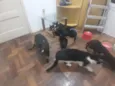Família de Gatinhos