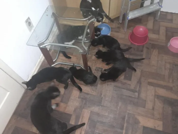 Gato raça SRD-ViraLata idade 7 a 11 meses nome Família de Gatinhos