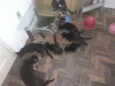 Família de Gatinhos