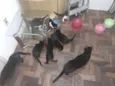Família de Gatinhos