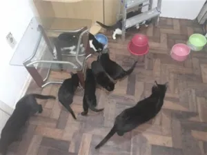 Gato raça SRD-ViraLata idade 7 a 11 meses nome Família de Gatinhos