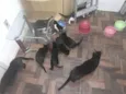 Família de Gatinhos
