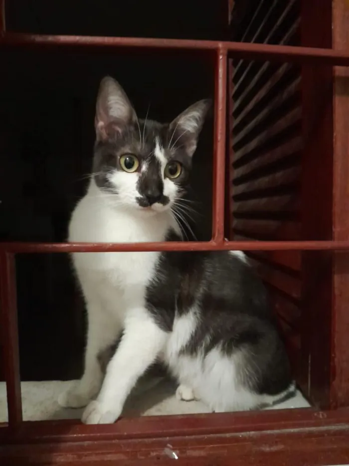Gato raça SRD-ViraLata idade 7 a 11 meses nome Pimentinha