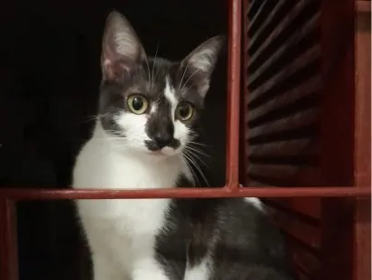 Gato raça SRD-ViraLata idade 7 a 11 meses nome Pimentinha