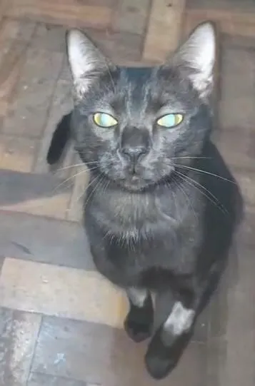 Gato raça SRD-ViraLata idade 7 a 11 meses nome Pretinho