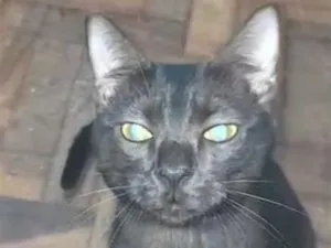Gato raça SRD-ViraLata idade 7 a 11 meses nome Pretinho