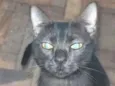 Pretinho