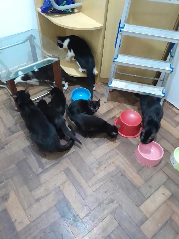 Gato raça SRD-ViraLata idade 7 a 11 meses nome Família de Gatinhos