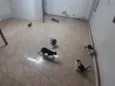 Família de Gatinhos