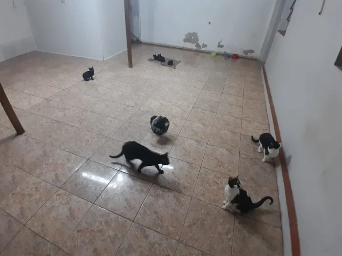 Gato raça SRD-ViraLata idade 7 a 11 meses nome Família de Gatinhos