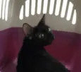 Pretinha