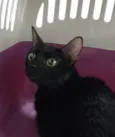 Pretinha