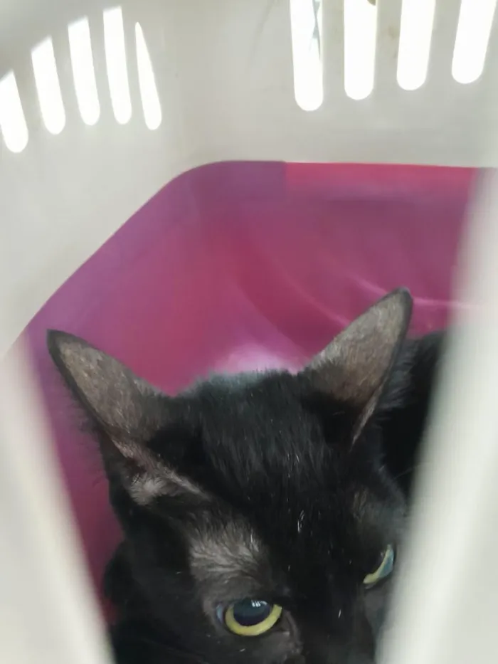 Gato raça SRD-ViraLata idade 2 anos nome Pretinha
