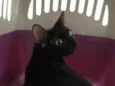Pretinha