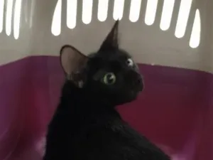 Gato raça SRD-ViraLata idade 2 anos nome Pretinha
