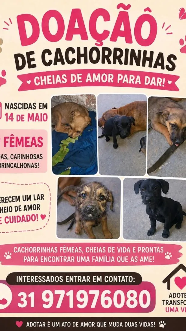 Cachorro raça SRD-ViraLata idade 2 a 6 meses nome sem nome