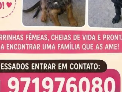 Cachorro raça SRD-ViraLata idade 2 a 6 meses nome sem nome