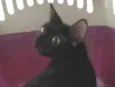 Pretinha
