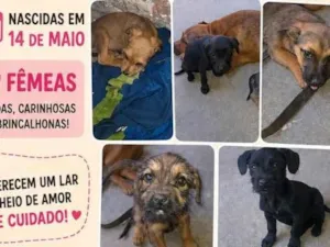 Cachorro raça SRD-ViraLata idade 2 a 6 meses nome sem nome