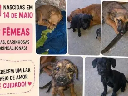 Cachorro raça SRD-ViraLata idade 2 a 6 meses nome sem nome