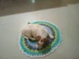 Divo