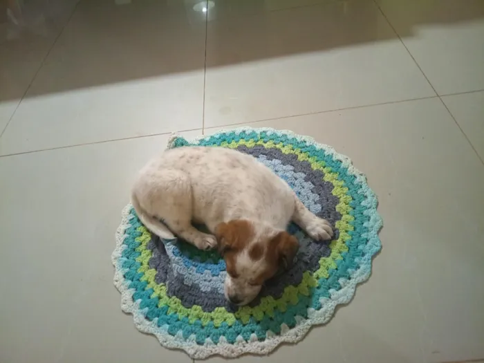 Cachorro raça SRD-ViraLata idade Abaixo de 2 meses nome Divo
