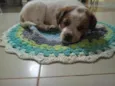 Divo