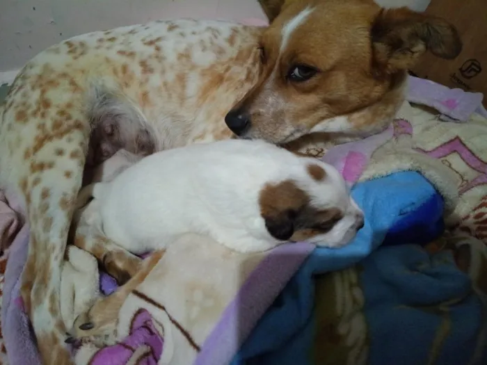 Cachorro raça SRD-ViraLata idade Abaixo de 2 meses nome Divo