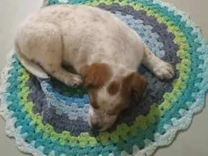 Cachorro raça SRD-ViraLata idade Abaixo de 2 meses nome Divo