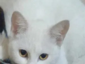 Gato raça SRD-ViraLata idade 2 a 6 meses nome Branca 