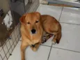 caramelo 