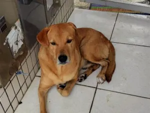 Cachorro raça SRD-ViraLata idade 6 ou mais anos nome caramelo 