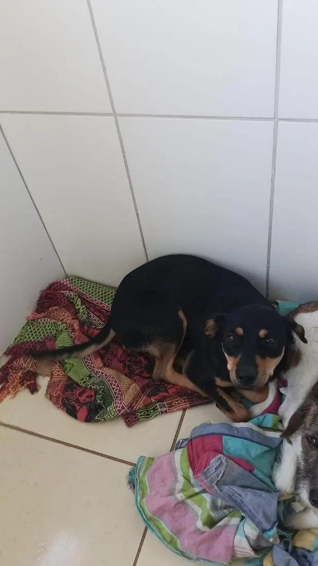 Cachorro raça SRD-ViraLata idade 1 ano nome Mahana