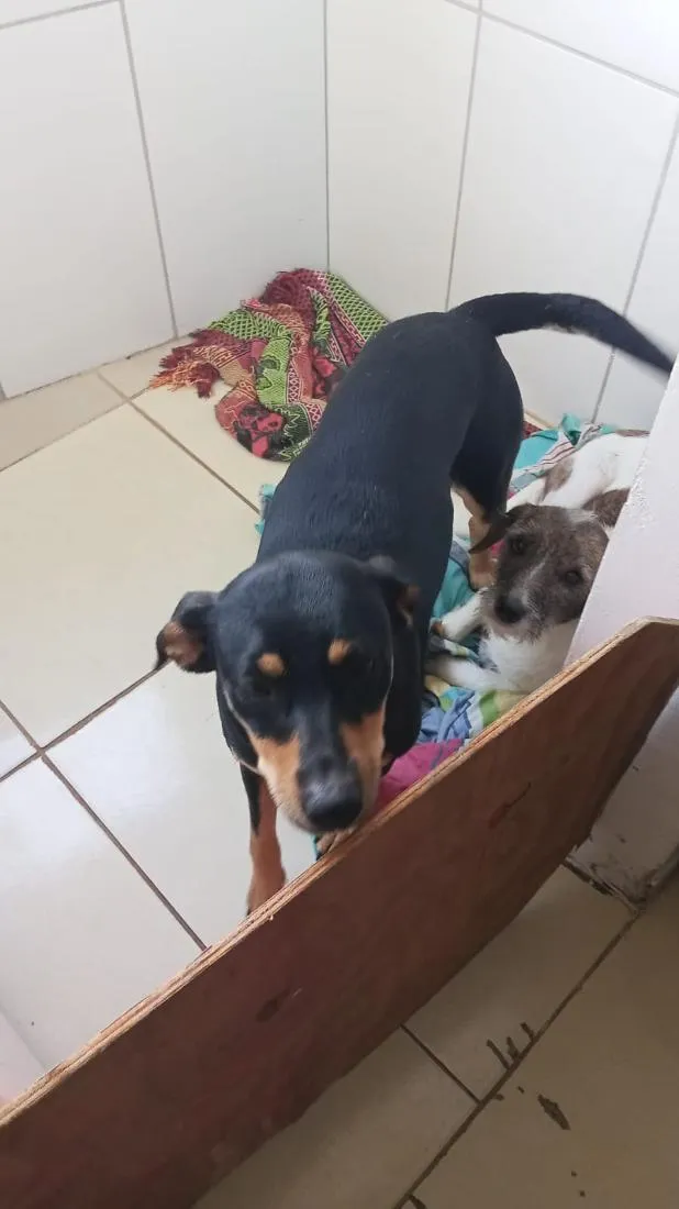 Cachorro raça SRD-ViraLata idade 1 ano nome Mahana