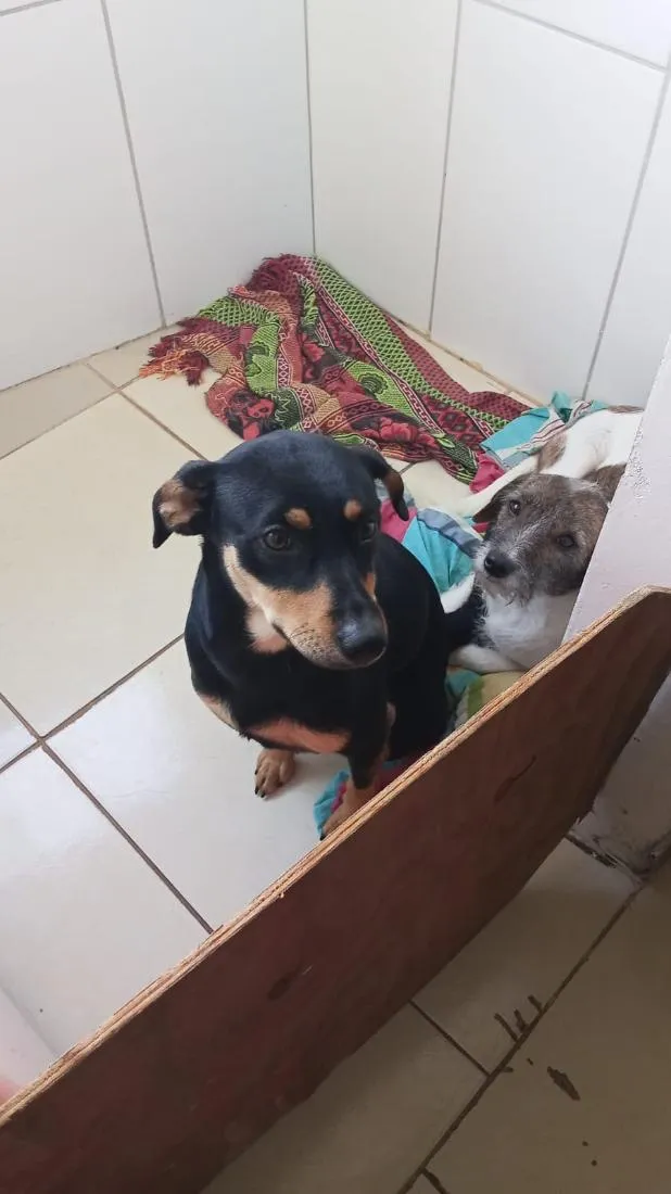 Cachorro raça SRD-ViraLata idade 1 ano nome Mahana