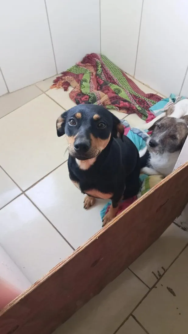 Cachorro raça SRD-ViraLata idade 1 ano nome Mahana