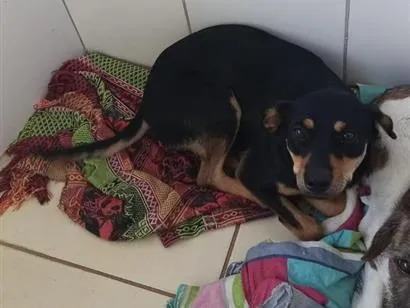 Cachorro raça SRD-ViraLata idade 1 ano nome Mahana