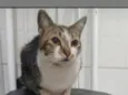 Chico