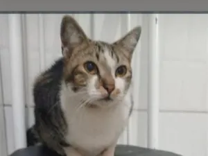 Gato raça SRD-ViraLata idade 2 anos nome Chico