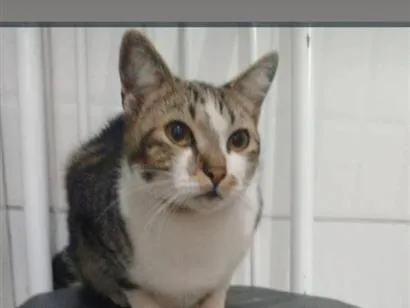 Gato raça SRD-ViraLata idade 2 anos nome Chico